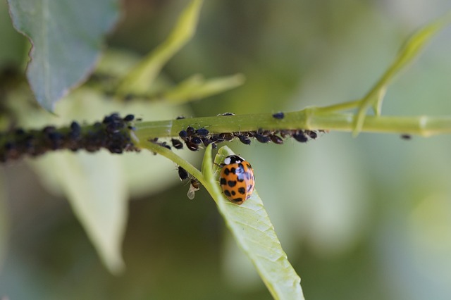 What is a Pest in Agriculture