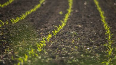 What to plant in July in California