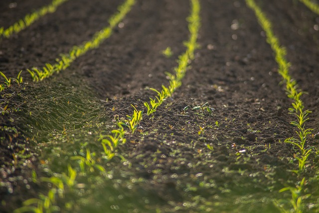 What to plant in July in California