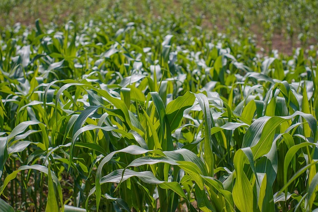 When to Plant Corn