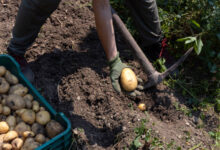 When to harvest potatoes in Missouri