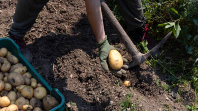 When to harvest potatoes in Missouri