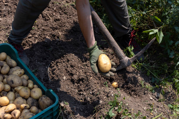 When to harvest potatoes in Missouri