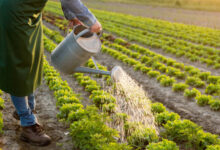 When to water plants