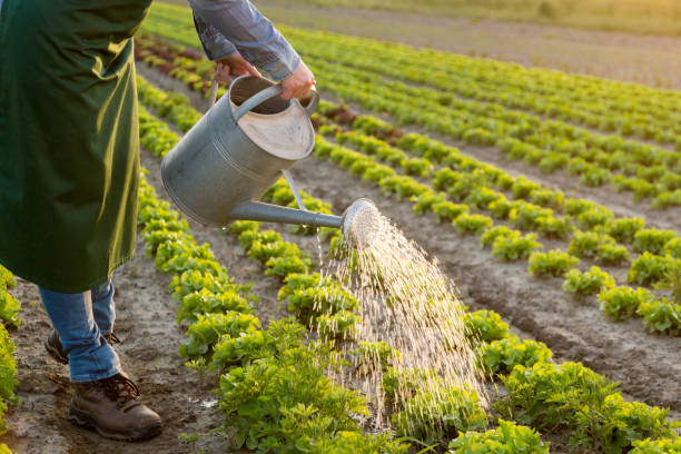 When to water plants