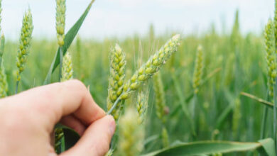 Winter Rye Seed