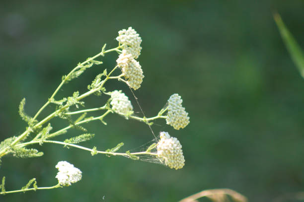 Yarrow Seeds