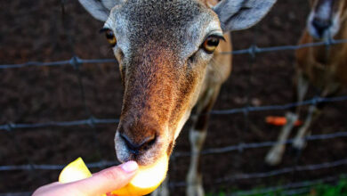 deer do eat oranges