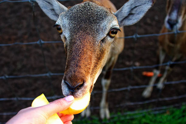 deer do eat oranges