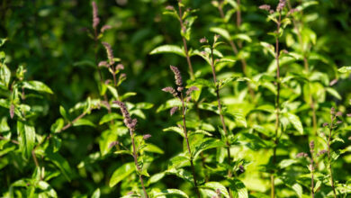 peppermint seeds