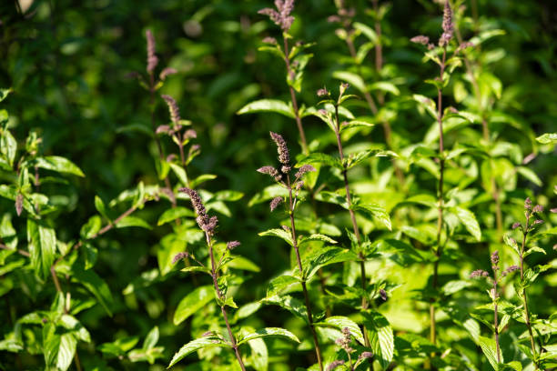 peppermint seeds